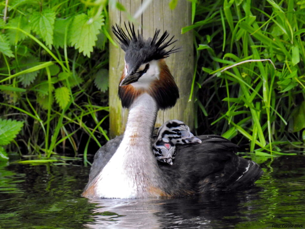 Le poussin de grèbe huppé, sujet du dernier article du bird-blog d'une histoire de plumes