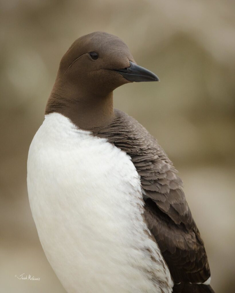 Le poussin de guillemot de Troïl, sujet du dernier article du bird-blog d'une histoire de plumes