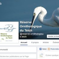 Fb ROT la réserve ornithologique du teich est sur facebook