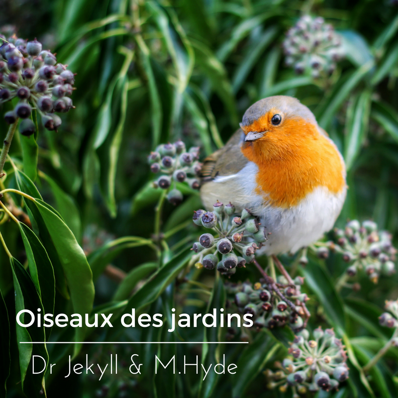 L'étonnant comportement des oiseaux des jardins