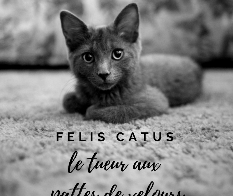 Felis catus, le tueur aux pattes de velours