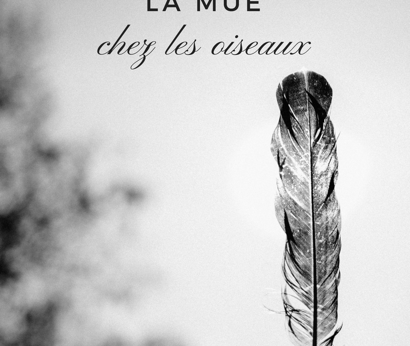 Prête-moi ta plume : la mue chez les oiseaux