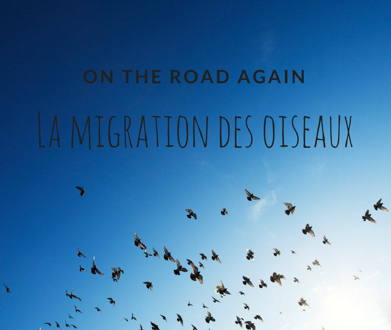 On the road again: la migration des oiseaux