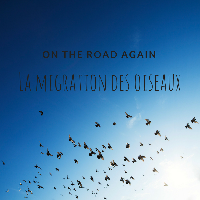 La migration des oiseaux