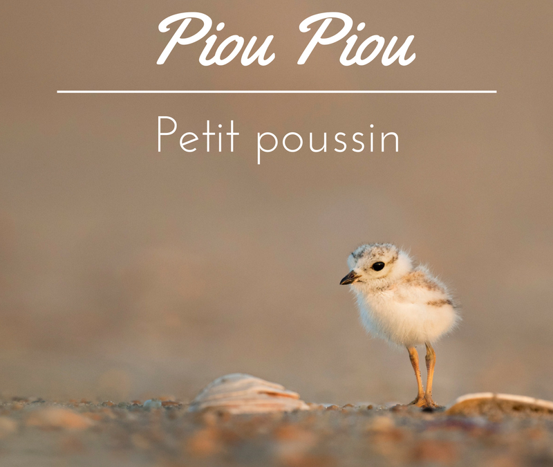 Piou piou, petit poussin