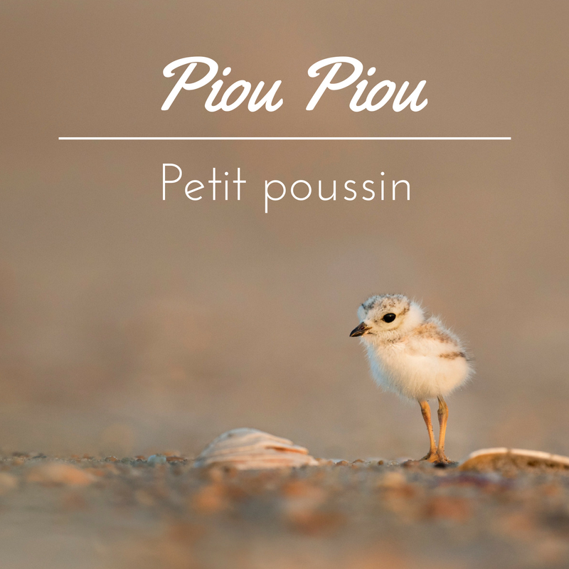 Les poussins chez les oiseaux