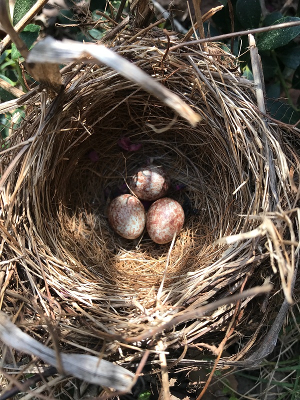 La Reproduction :Construction du nid, la gestion des oeufs, l