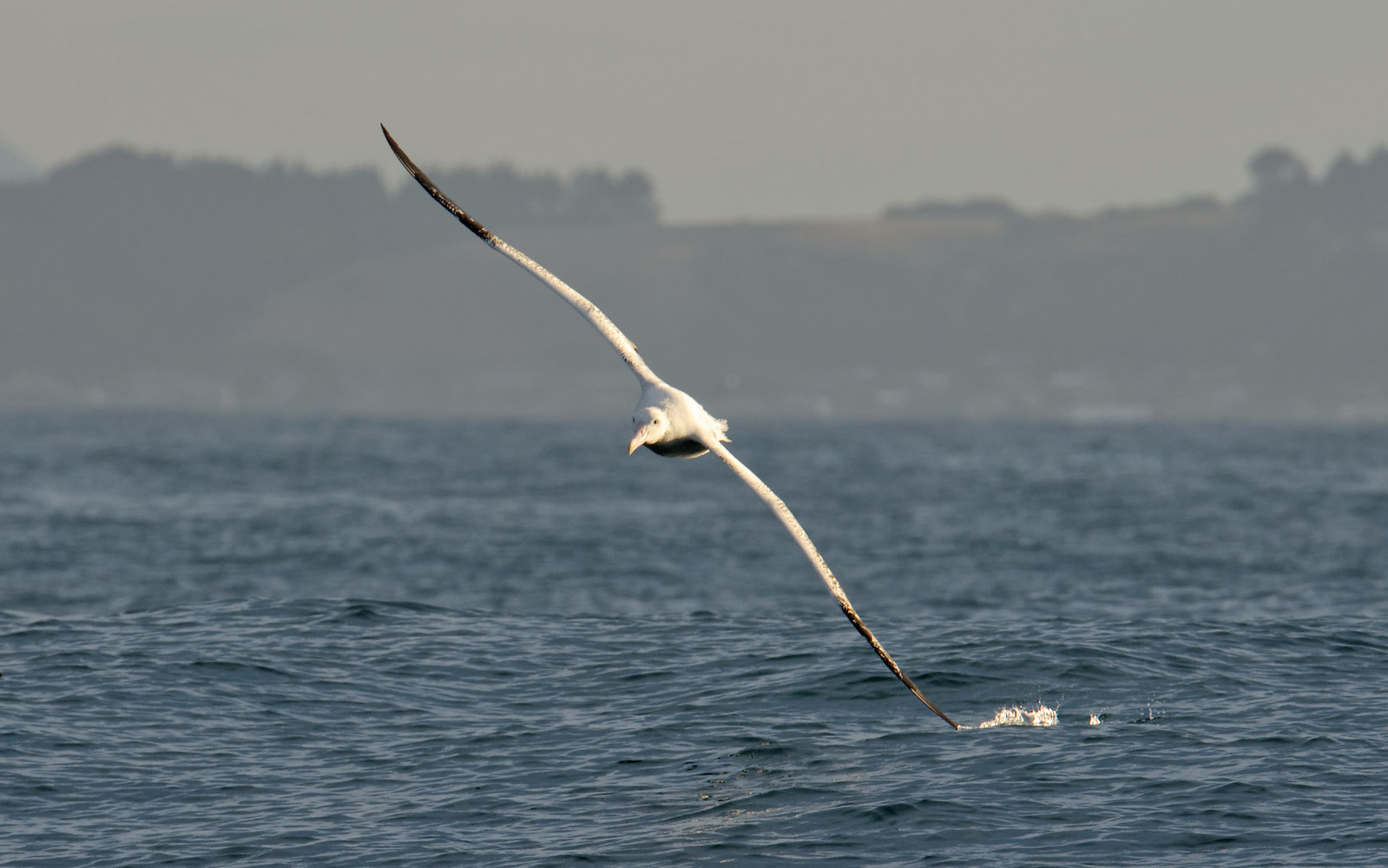 le vol de l'albatros, dans le nouvel article du bird-blog d'une histoire de plumes
