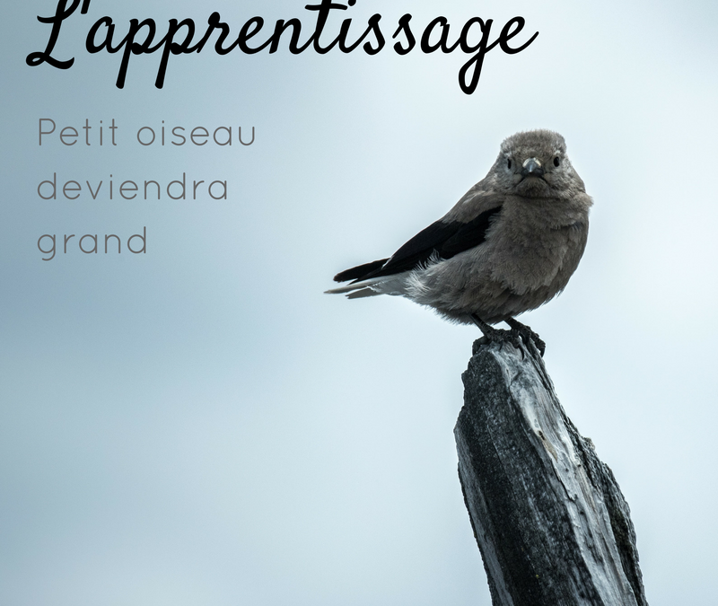 L’apprentissage : petit oiseau deviendra grand