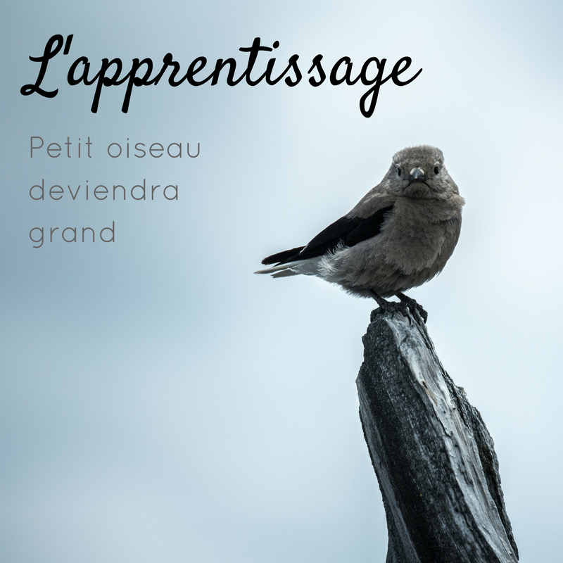 L'apprentissage: comment un jeune oiseau apprend à être adulte