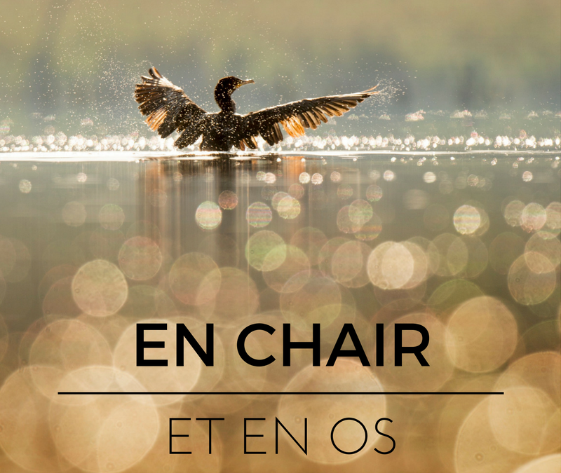 En chair et en os: le squelette des oiseaux