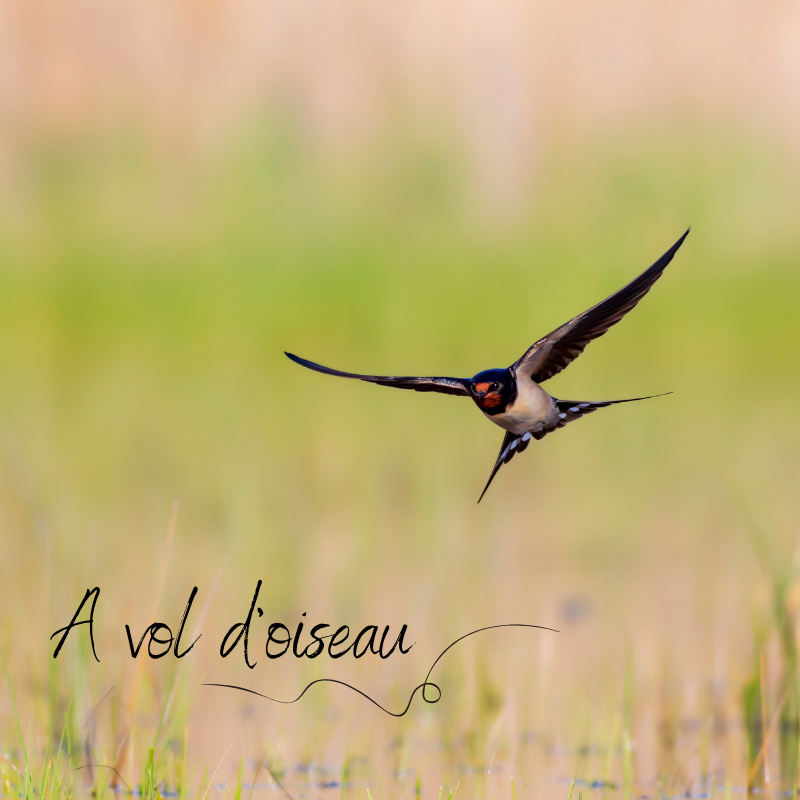 Le vol des oiseaux, sujet du nouvel article du bird-blog d'une histoire de plumes