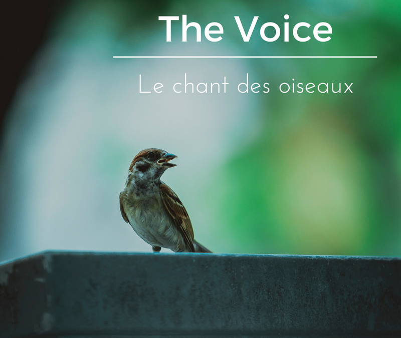 The Voice: le chant des oiseaux – Episode 1