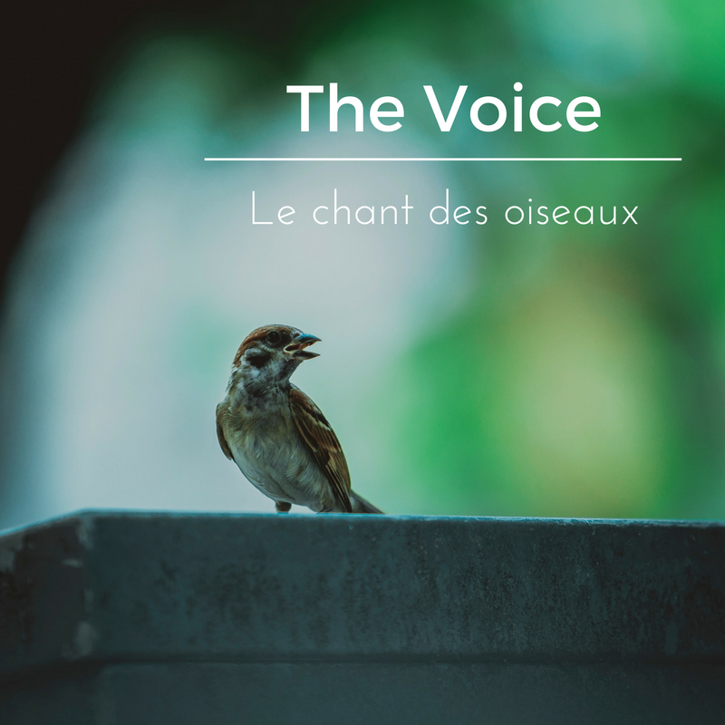 Le chant des oiseaux