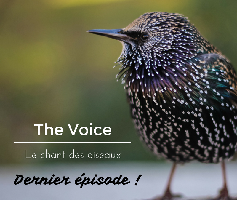 The Voice: le chant des oiseaux – Dernier épisode