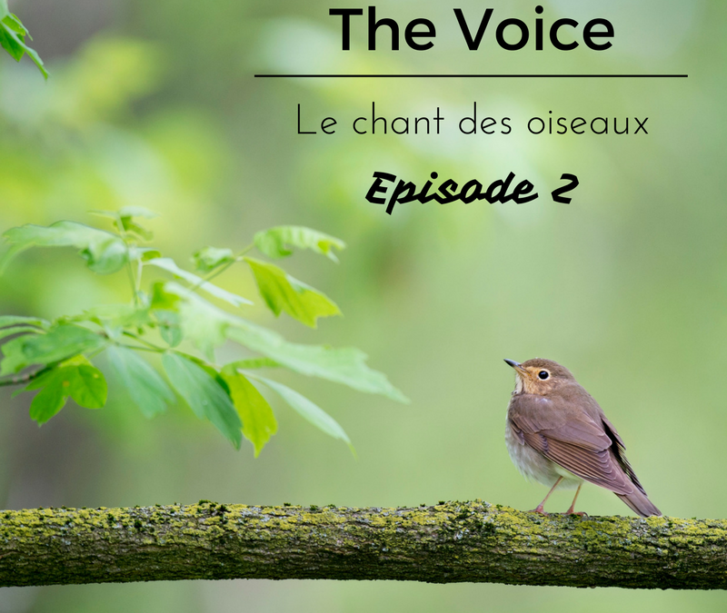 The Voice: le chant des oiseaux – Episode 2