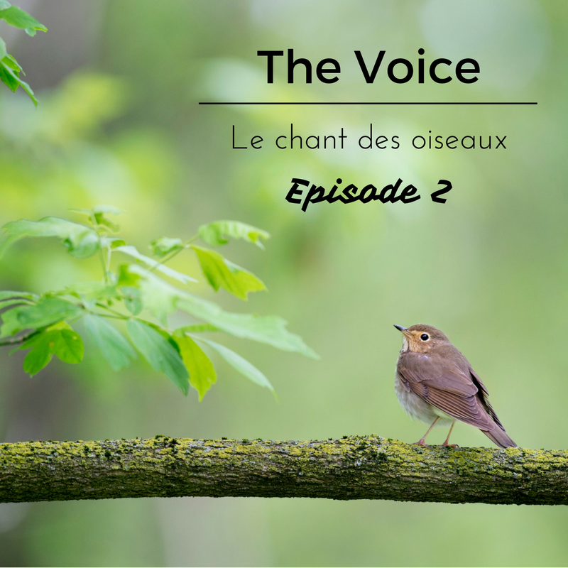 Le chant des oiseaux