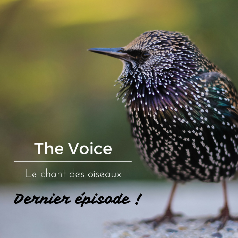 Dernier épisode sur le chant des oiseaux