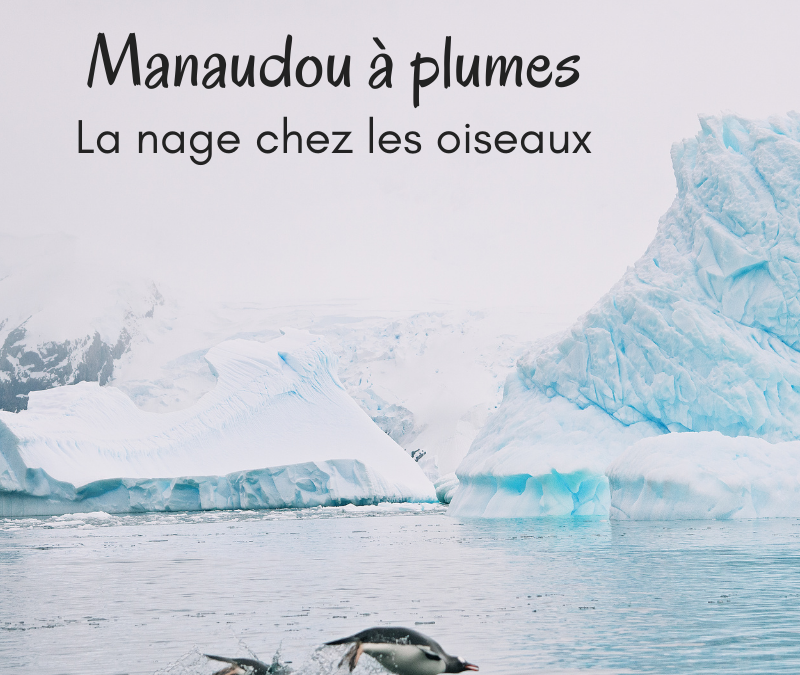 Manaudou à plumes: la nage chez les oiseaux