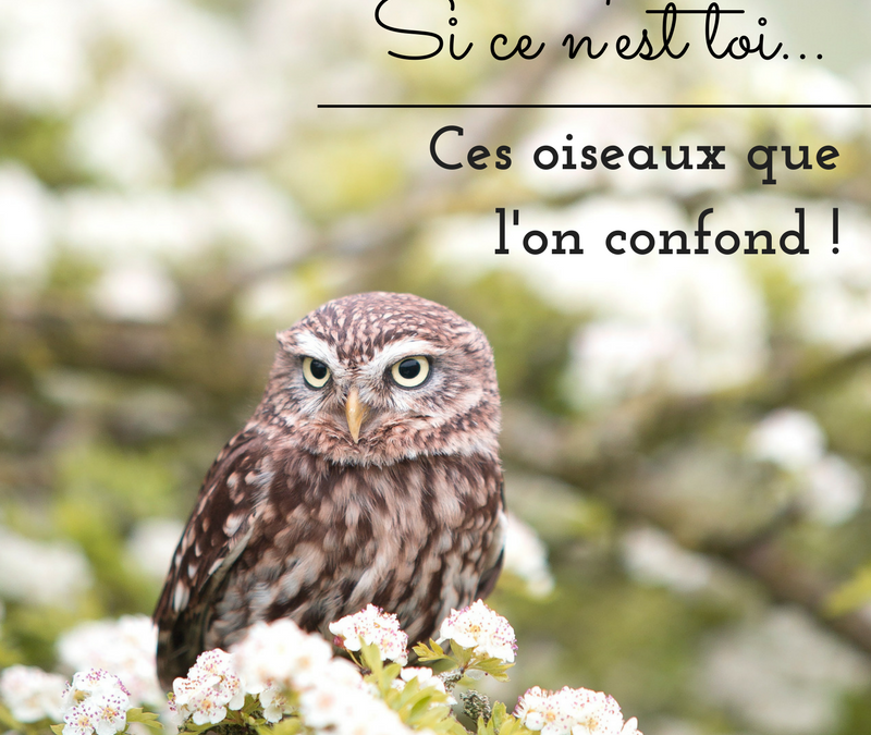 Si ce n’est toi…Ces oiseaux que l’on confond !