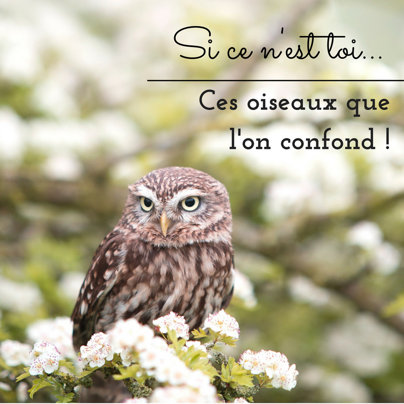 Ces oiseaux que l'on confond