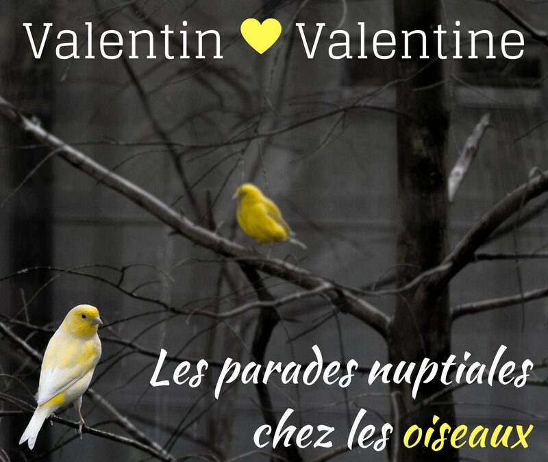Valentin/Valentine: les parades amoureuses des oiseaux