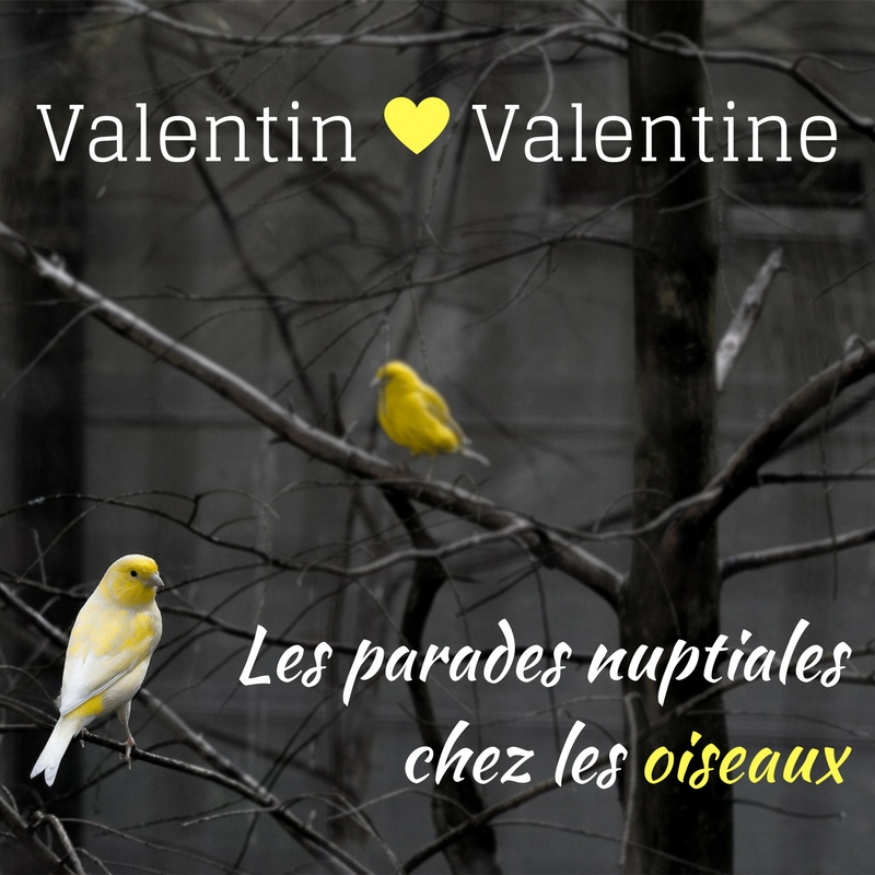 Les parades nuptiales chez les oiseaux