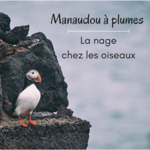 La nage chez les oiseaux
