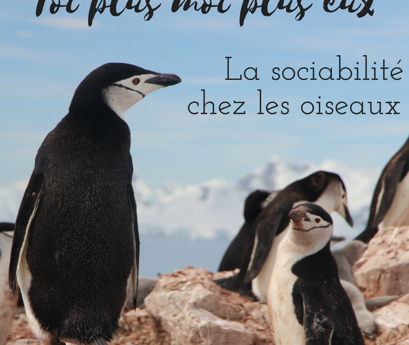 Toi plus moi plus eux : la sociabilité chez les oiseaux