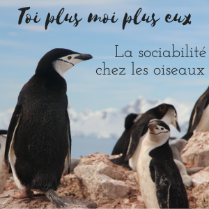 Les oiseaux sont-ils sociables?