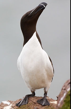 Ces oiseaux que l'on confond: ce pingouin n'est pas un manchot