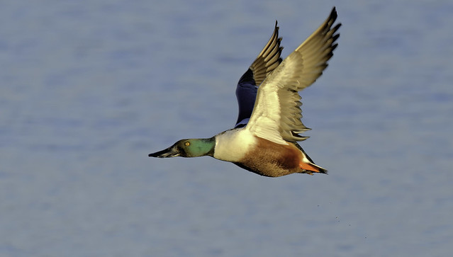 le canard ou quand l'homme s'inspire de l'oiseau