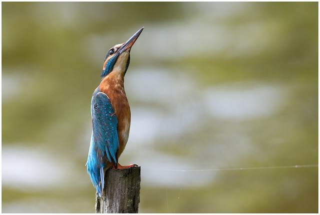 le Martin-pêcheur ou quand l'homme s'inspire de l'oiseau