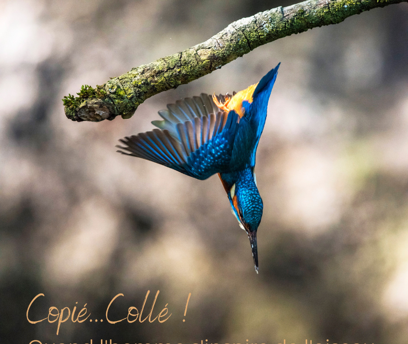 Copié…collé ! Quand l’homme s’inspire de l’oiseau