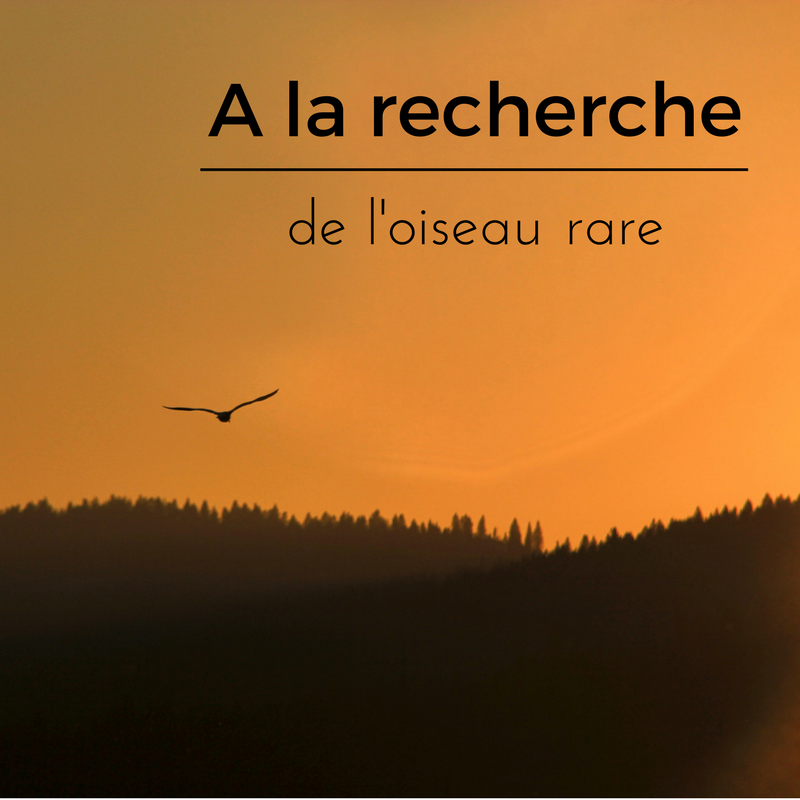 A la recherche de l'oiseau rare