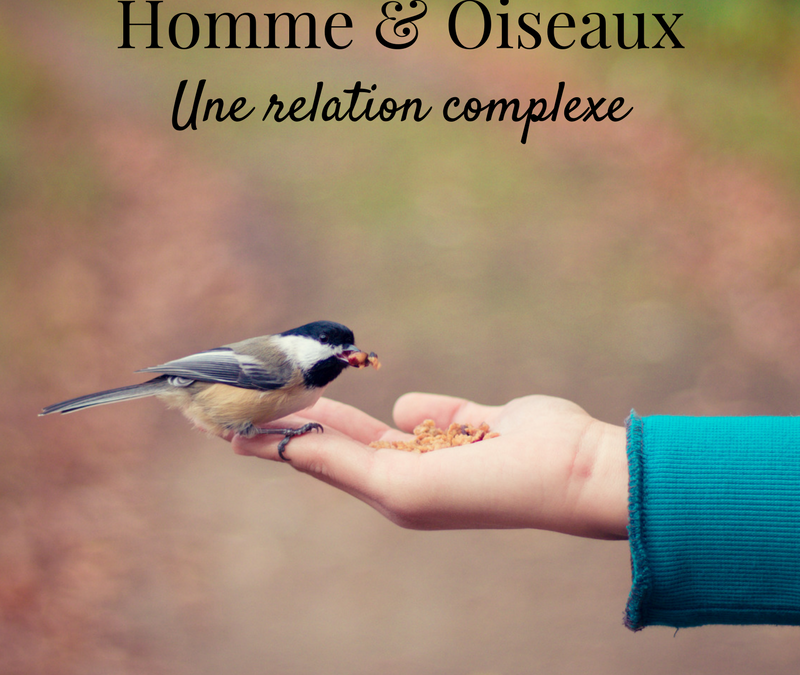 Homme & oiseaux: une relation complexe