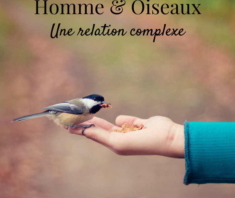 Homme & oiseaux : une relation complexe