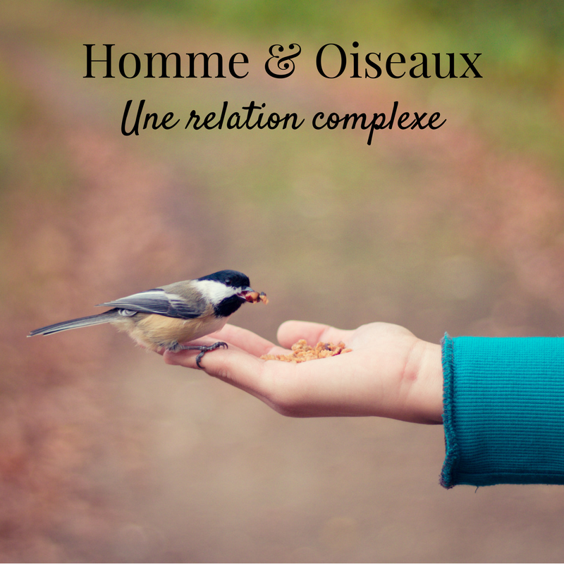 Homme et oiseaux: une relation complexe
