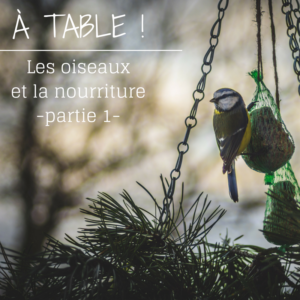 Les oiseaux et la nourriture