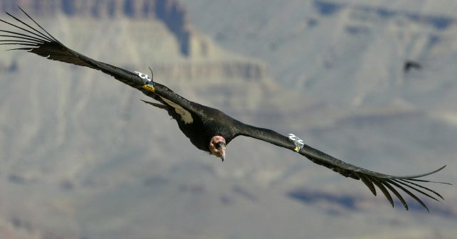 A la recherche de l'oiseau rare: le condor de Californie