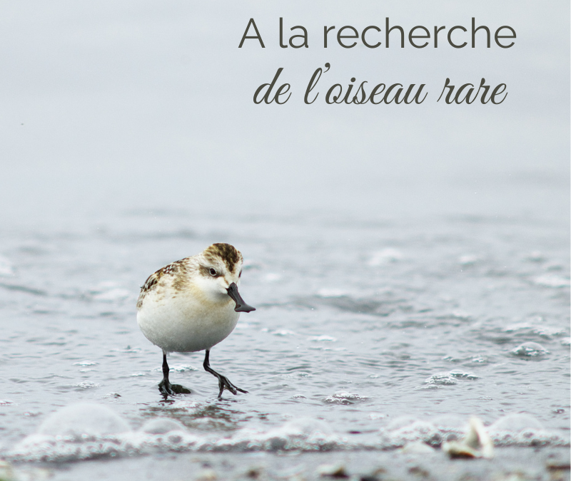 A la recherche de l’oiseau rare