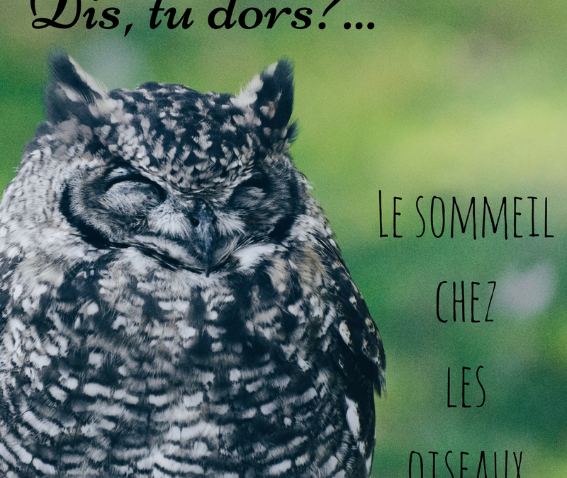 Dis, tu dors?…Le sommeil chez les oiseaux