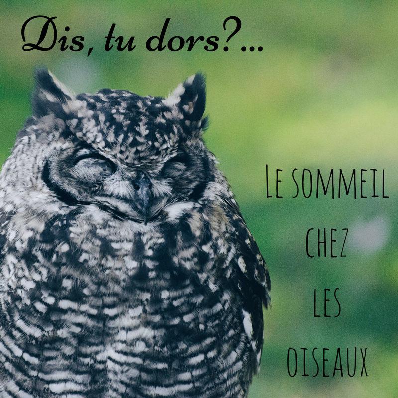 Comment dorment les oiseaux - le sommeil chez les oiseaux