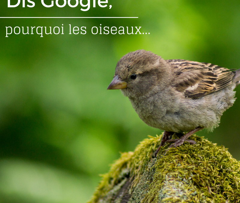 Dis Google, pourquoi les oiseaux…Episode 2!