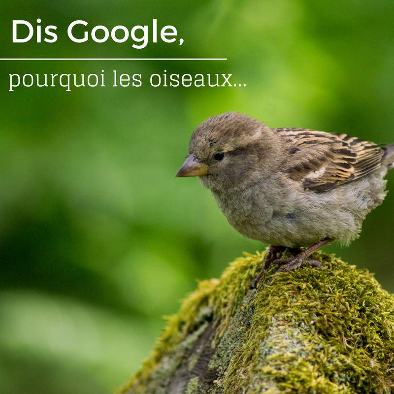 Dis Google, pourquoi les oiseaux