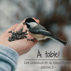 Les oiseaux et la nourriture - épisode 2