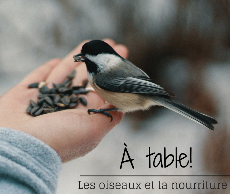 À table! Les oiseaux et la nourriture – Partie 2