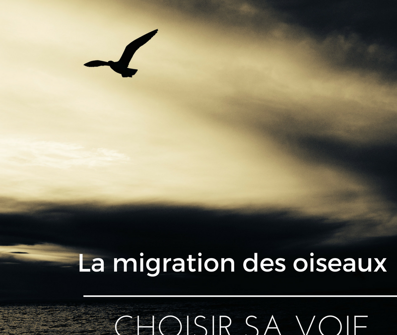 La migration des oiseaux: choisir sa voie