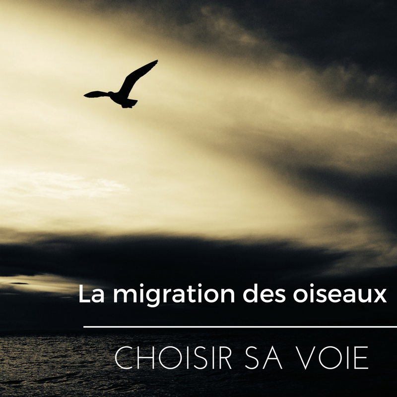 La migration des oiseaux - comment les oiseaux choisissent leurs routes