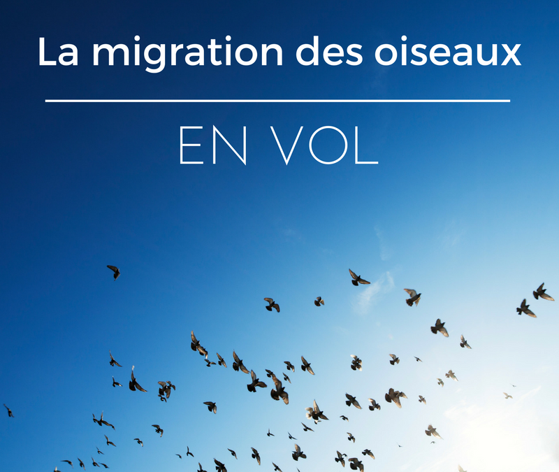 La migration des oiseaux : en vol